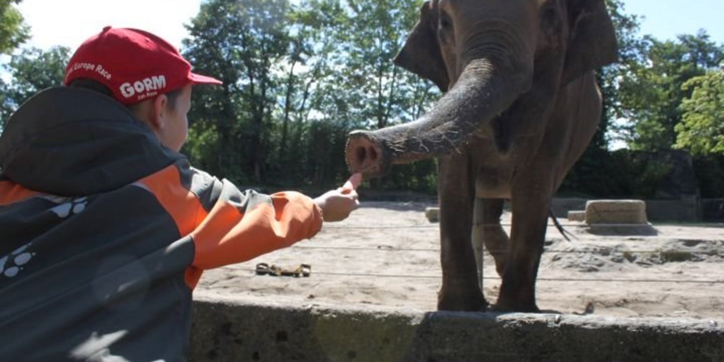 Therapie mal anders: Mit dem Elefanten auf Du und Du